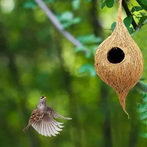 Bird Nest